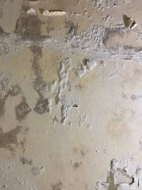 Professional Mold Removal in Burkesville, KY